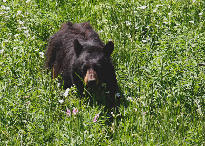 Approaching Black Bear