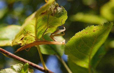  Praying Mantis