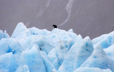 Black Bear On Portage Glacier