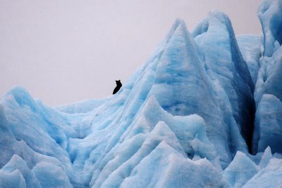Black Bear On Portage Glacier