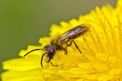 Miner Bee