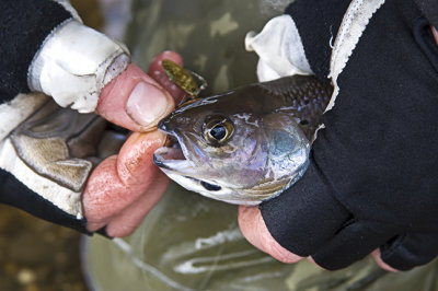 Grayling Release