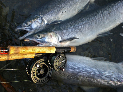 Sockeye Salmon