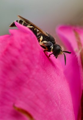 Bee On Wild Rose