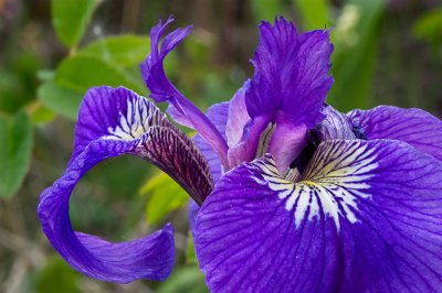 Wild Iris