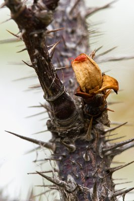 Little Red Bug