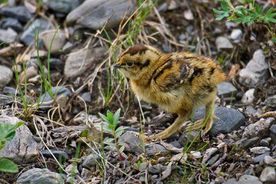 Ptarmigan Chick