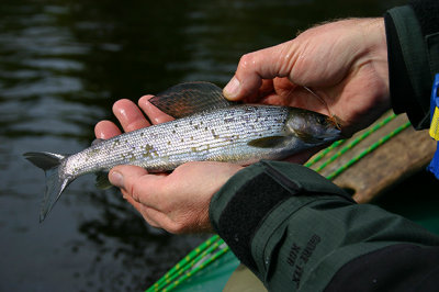 Grayling