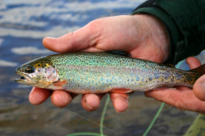 Rainbow Colors