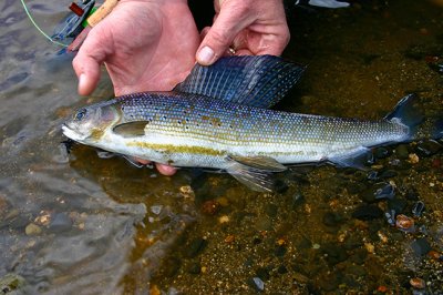 Grayling