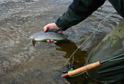 Grayling Release