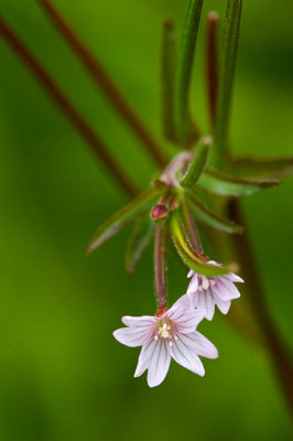 Willow Herb