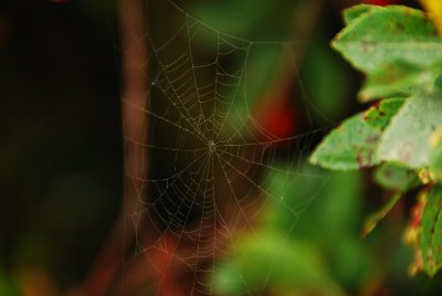 macro_2.jpg