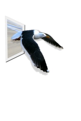 gull_OOB.jpg