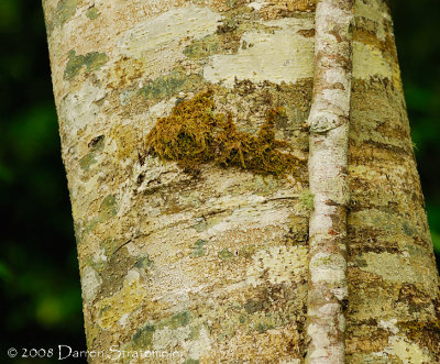 Bark Patterns