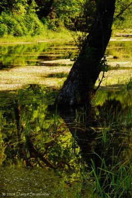 Reflections