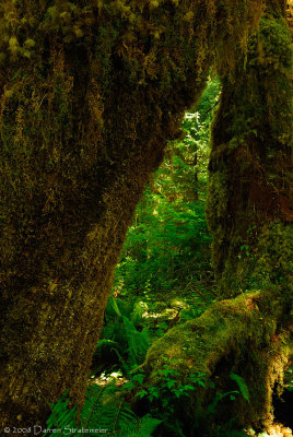 Forest Window