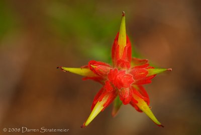 Paintbrush Star