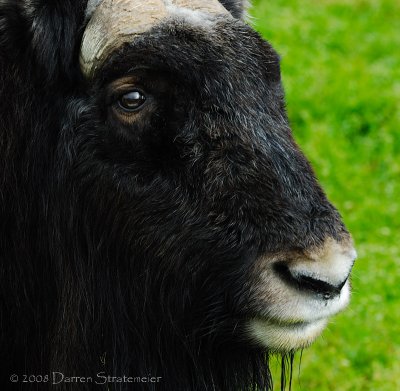 Say Hello to a Musk Ox