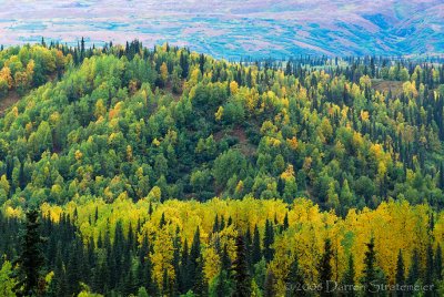 Roadside on Way to Denali N.P.