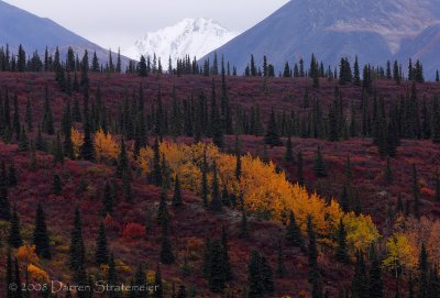 Denali Hwy Roadside View