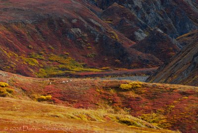 Dall Sheep on the Colorful Landscape