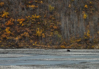 Big Landscape, Little Bear