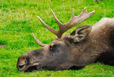 Moose Snooze