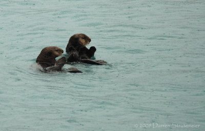 Synchronized Otters