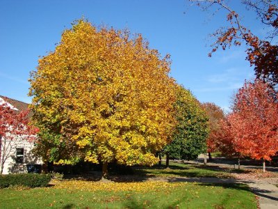 Our Maples.jpg