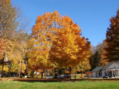 Tree Gates Mill.jpg