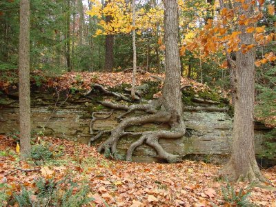 Tree Walking  South Chagrin Metro Park