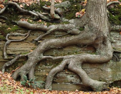 Tree Roots  South Chagrin Metro Park.jpg