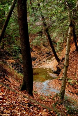 After Peak Fall  Bedford Metro Park and South Chagrin Metro Park
