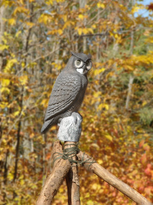 Virtual Wild Life  Punderson State Park