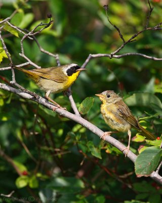 Common Yellowthroat with Yearling