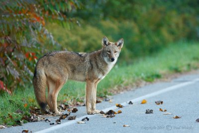 Coyote - Plum Island