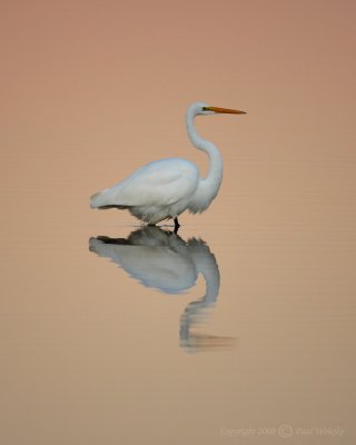 Great Egret - Plum Island