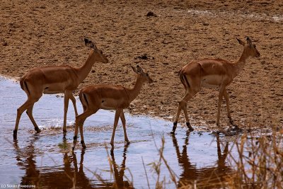 Tarangire Park