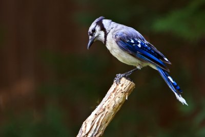 _MG_3901PoleSittingBlueJay 2.jpg