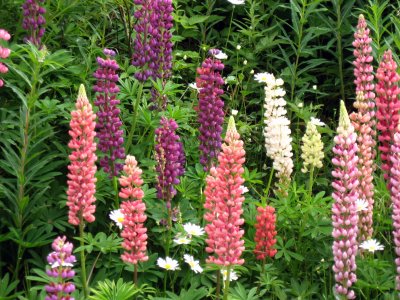 Flowers near Rauland