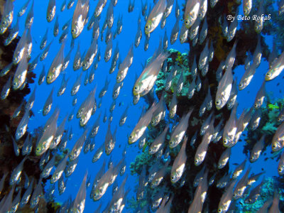 Red Sea - Egypt