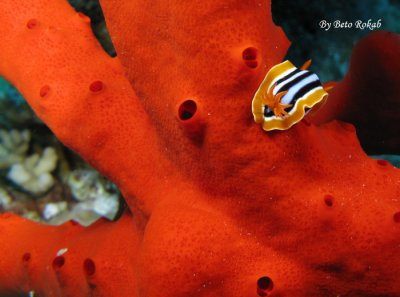 Red Sea - Egypt