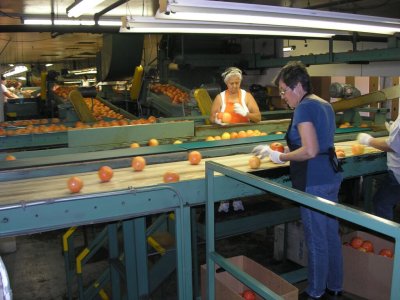 sorting grapefruit at Blue Banner Company