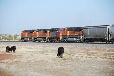 cattle and train