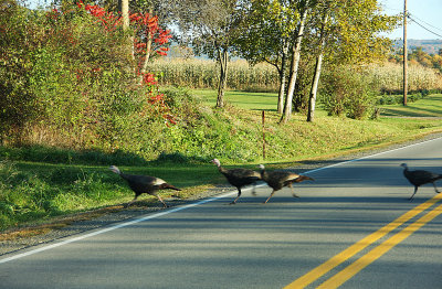 Gobble, gobble, gobble!   Waneta Lake