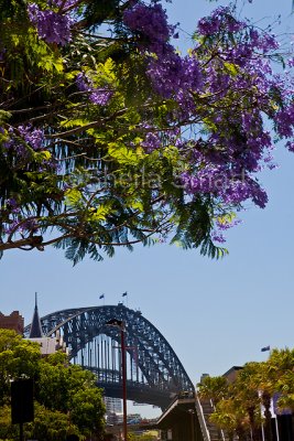 Sydney Harbour Bridge and jacaranda