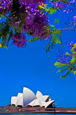 Sydney Opera House and jacaranda foreground