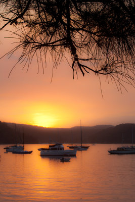 Pittwater sunset at Palm Beach with she oak leaves in foreground