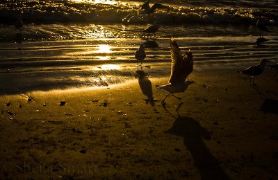 Seagull at Palm Beach at sunset